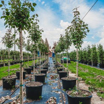 County Line Ornamental & Tree – Mount Dora, FL – A Leading Wholesale  Nursery for Commercial & Residential Landscaping